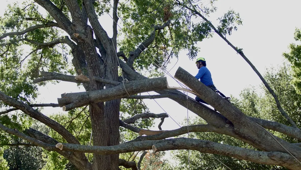 Professional Crown Thinning performed by certified arborists in Cornland
